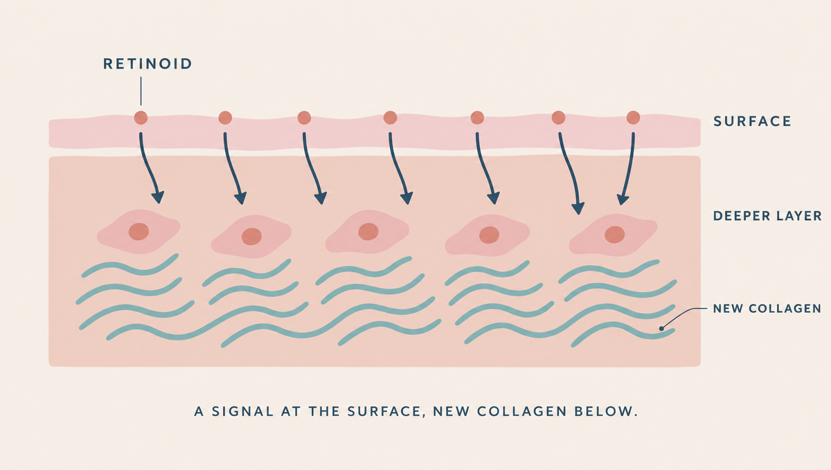 Cross-section of skin with small dots on the surface sending arrows down into the deeper layer, where cells are forming new wavy collagen fibers.